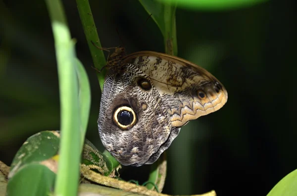 Bunte tropische Schmetterlinge und Blätter — Stockfoto