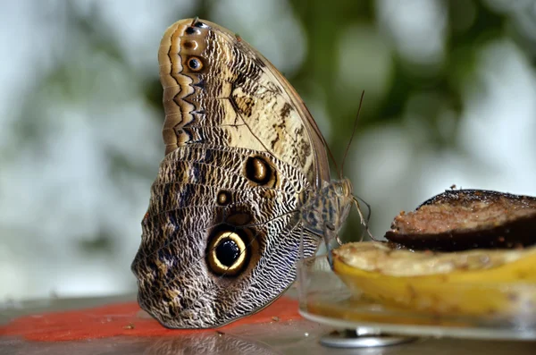 Bunte tropische Schmetterling Fütterung Foto — Stockfoto