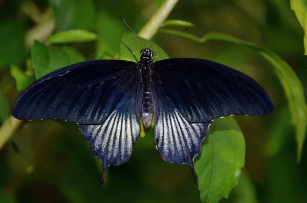 Azul colorido borboleta tropical detalhe foto — Fotografia de Stock