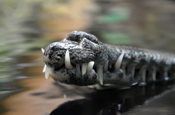 Резкие челюсти крокодиловой фотографии — стоковое фото
