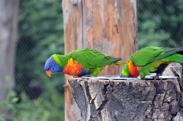 Papagaio colorido olha para baixo foto — Fotografia de Stock
