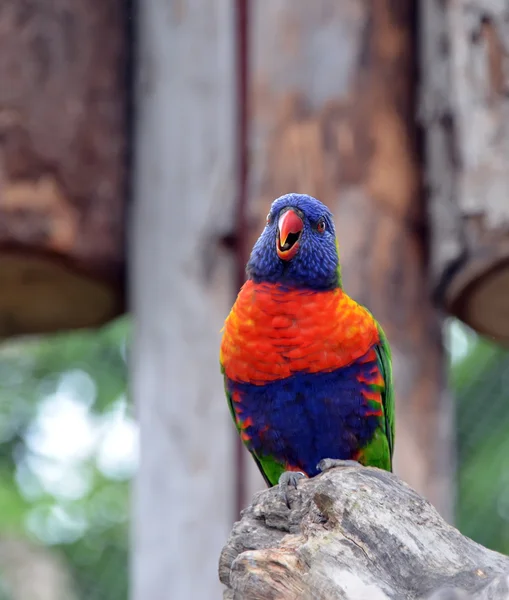 One single colorful parrot photo — Stock Photo, Image