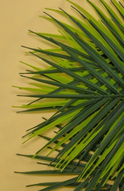 Yeşil yapraklar arka plan - yeşil palmiye yaprakları