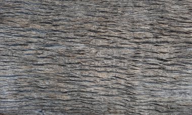 Ağaç gövdesine yakın çekim, ahşap arka plan