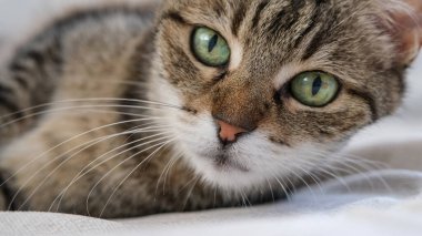 Beautiful green eyed tabby cat 