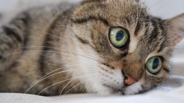 Beautiful green eyed tabby cat 