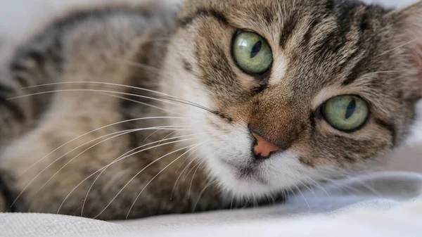 Beautiful green eyed tabby cat 
