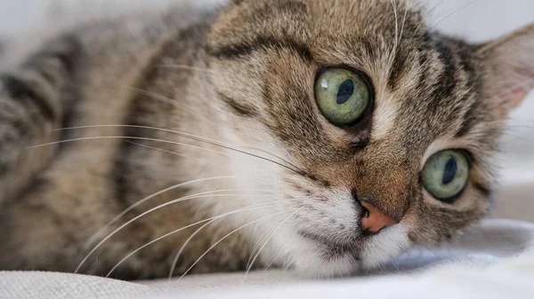 Beautiful Green Eyed Tabby Cat — Foto de Stock