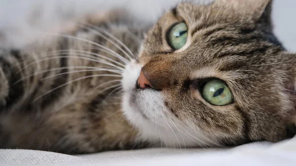 Beautiful green eyed tabby cat 