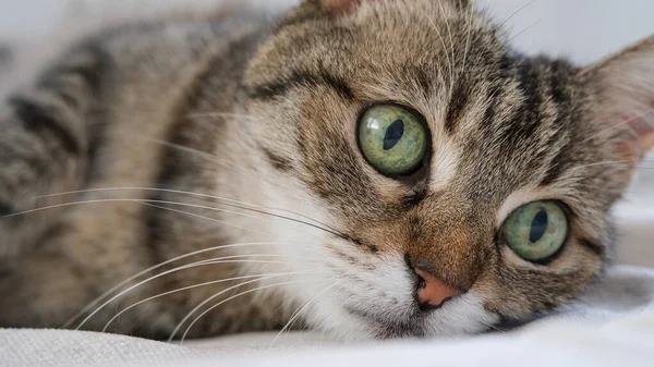 Beautiful Green Eyed Tabby Cat — Foto de Stock
