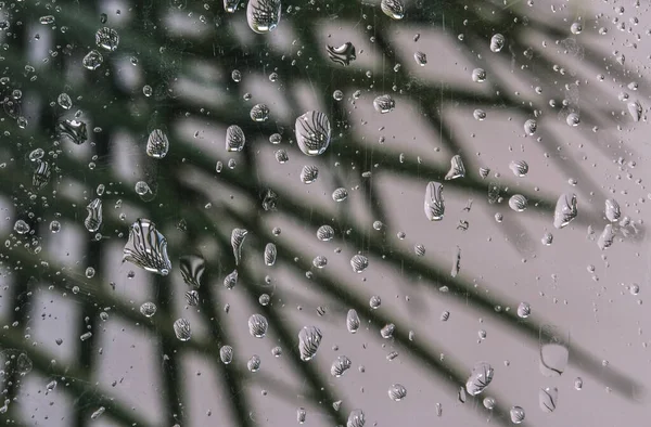 rain drops on the window and green leaves
