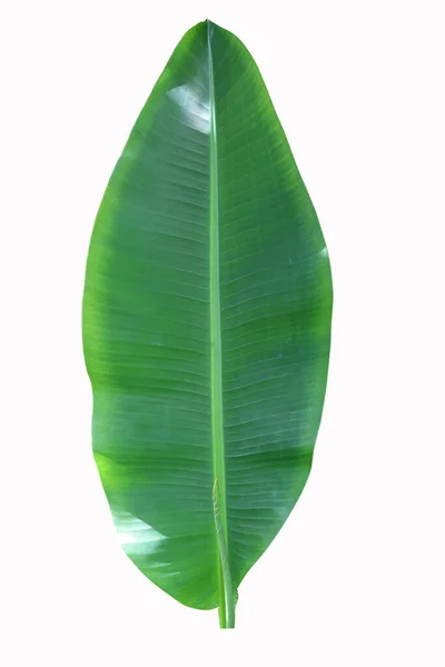 Folha Verde Banana Cut Fundo Isolado Com Luz Solar Superfície — Fotografia de Stock