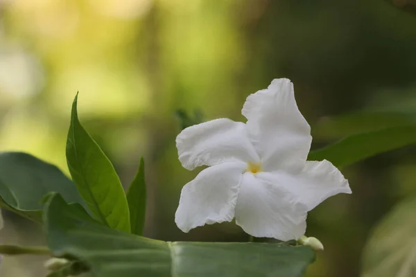Gerdenia Crape Jasmín Bílá Květ Kvetoucí Přírodě Pozadí — Stock fotografie