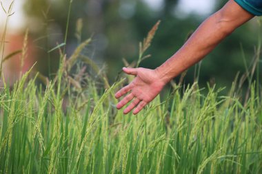Çiftçinin eli, Tayland 'ın yeşil kırsalındaki pirinç yetiştirme tanelerine dokunuyor.  