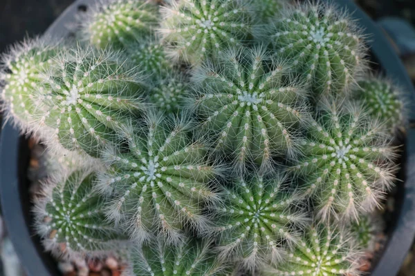Parodia Magnifica Cactus White Feather Growth Beautiful Flower Pot — Stock Photo, Image