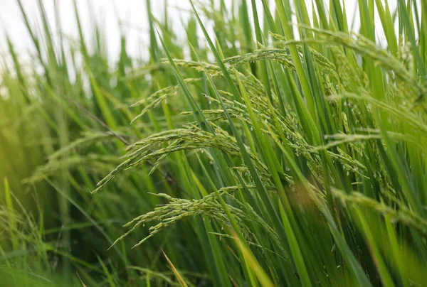 Campo Arroz Verde Amarelo Estação Colheita — Fotografia de Stock