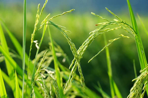 Duas Orelhas Arroz Forma Coração Bonito Com Luz Natural Nos — Fotografia de Stock