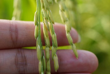Kapalı ellerle tarlalarda olgunlaşan pirinç tanelerini tutarken                 