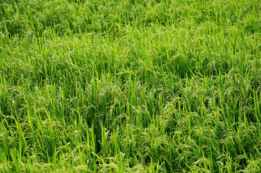 Manzara pirinç yeşili tarla ve akşam güneşi.      