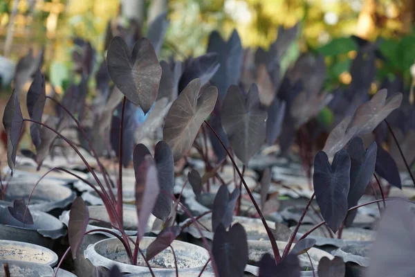 Colocasia Esculenta Svart Magic Svarta Blad Dekoration Trädgården — Stockfoto