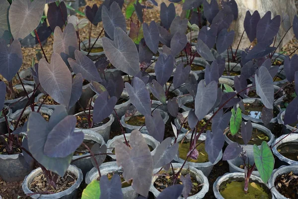 Colocasia Esculenta Black Magic Black Blad Tillväxt Och Dekoration Trädgården — Stockfoto