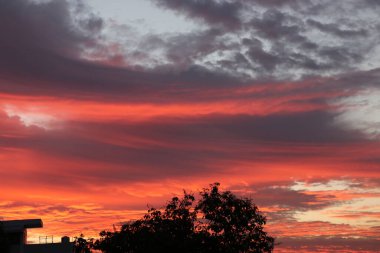 Gün doğumunda turuncu gökyüzü ile ağaçların silueti