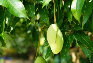 Ağaç çiftçiliği arka planında yeşil mango tazeliği     