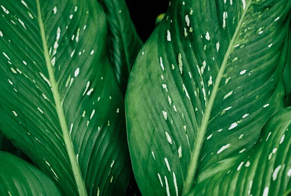 Koyu renk ve beyaz nokta bırakır.