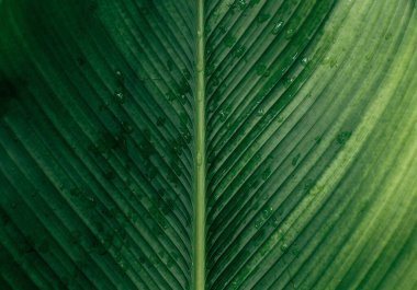 Lines on nature leaves with droplets dark color background