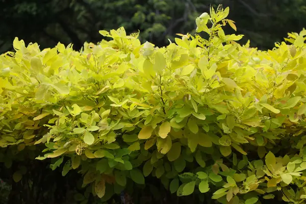 Dendrolobium Umbellatum Växt Med Gula Blad Färg Trädgården Bakgrund — Stockfoto
