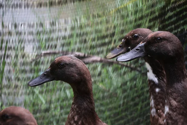 Head of group duck, brown in fence