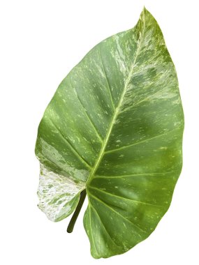 Epipremnum aureum doğa izinlidir.