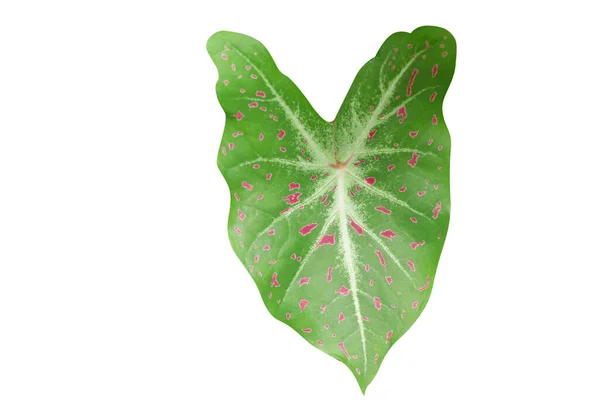 Caladium Leaf Beautiful Plant Isolated Background — Stockfoto
