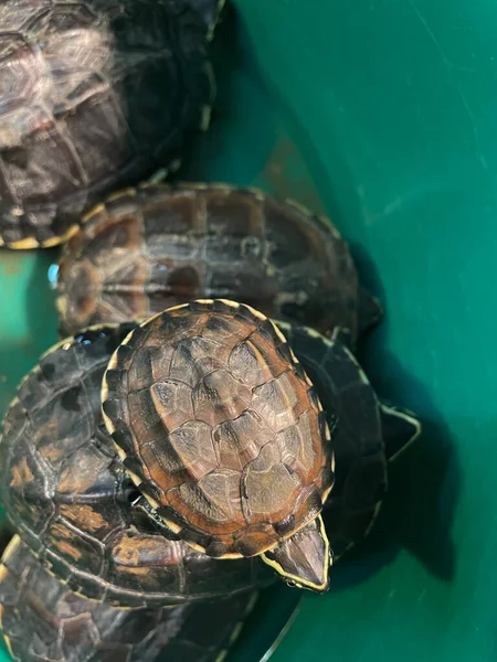 Turtles and baby turtles are in plastic basin in the sunny day, waiting people help go to the outside photo by smartphone