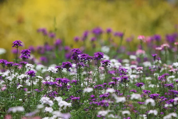 Verbena colorful flowers growth and bright color in the field