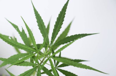 Selective focus at Cannabis organic herb leaves green color on white background