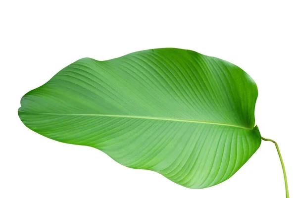 Cygaro Liście Roślin Zielony Kolor Piękny Odosobnionym Tle — Zdjęcie stockowe
