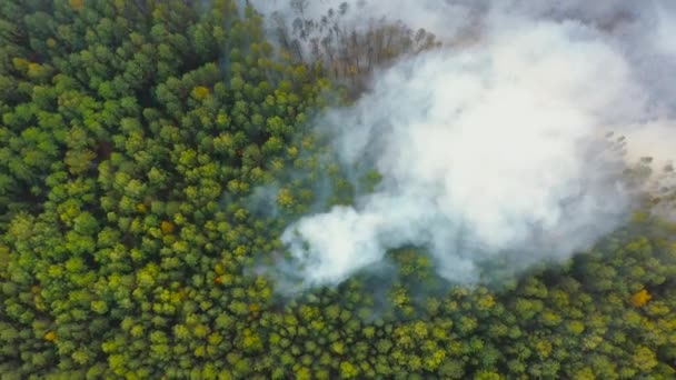 Сосновый лес горит, деревья горят в сухой сезон, облака дыма — стоковое видео