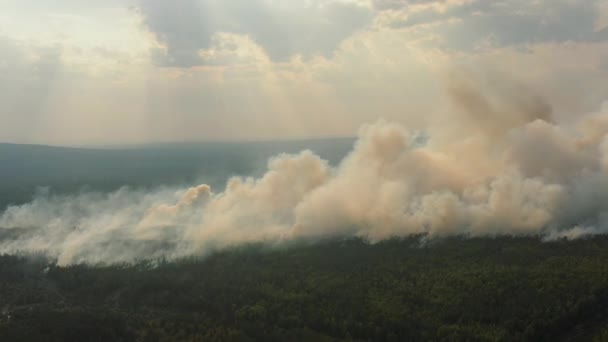 Duże chmury dymu nad palącym się lasem, anteną, dzikim ogniem w porze suchej — Wideo stockowe