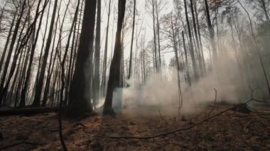 Orman yangınından sonra yanan ağaç gövdeleri ve dalları