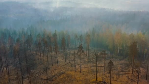 Drzewa po ostatnim pożarze lasu, zniszczone lasy, las sosnowy pod dymem — Wideo stockowe