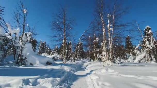 Ruch po leśnej ścieżce zimą, malowniczy krajobraz, słoneczny dzień — Wideo stockowe