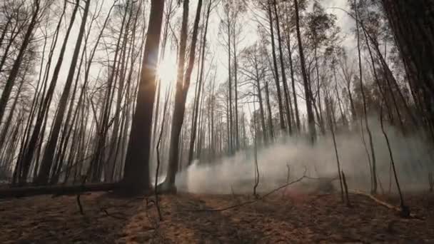 Nachwirkungen eines Waldbrandes: verkohlte Baumstämme und Äste — Stockvideo