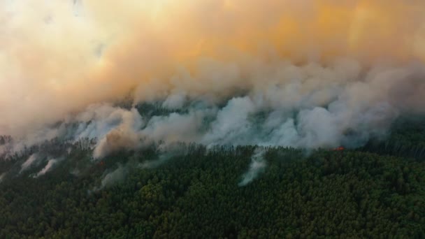 Bosque de pinos en llamas, árboles ardiendo en estación seca, nubes de humo — Vídeos de Stock