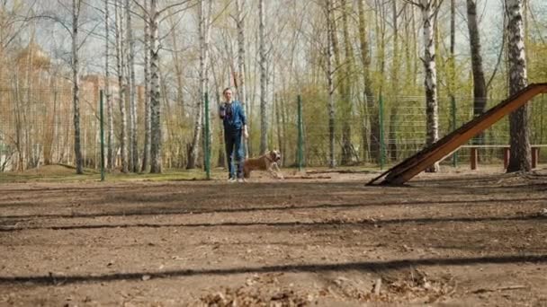 Propietario entrenando a su staffordshire terrier en el parque, el hombre lanza anillo de juguete, captura de perro — Vídeos de Stock
