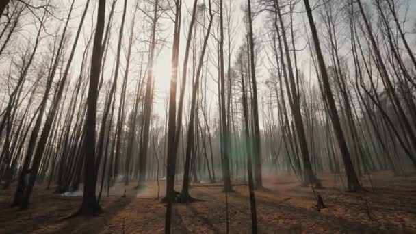 Nachwirkungen eines Waldbrandes: verkohlte Baumstämme und Äste — Stockvideo