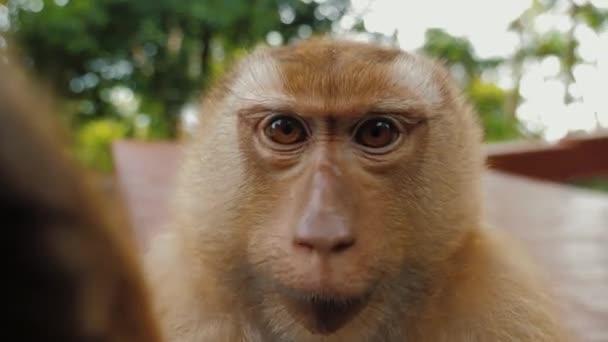 Цікава смішна мавпа дивиться на камеру, торкається і намагається спробувати спробувати її Відеокліп