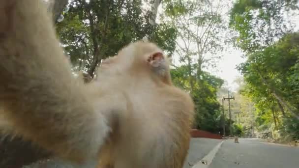 Забавна мавпа торкається і лиже камеру, намагаючись взяти. Крупним планом мавпи похмурості Ліцензійні Стокові Відео