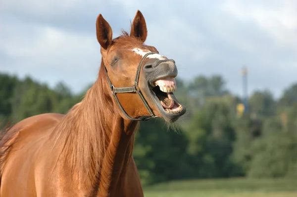 Hästen stående — Stockfoto