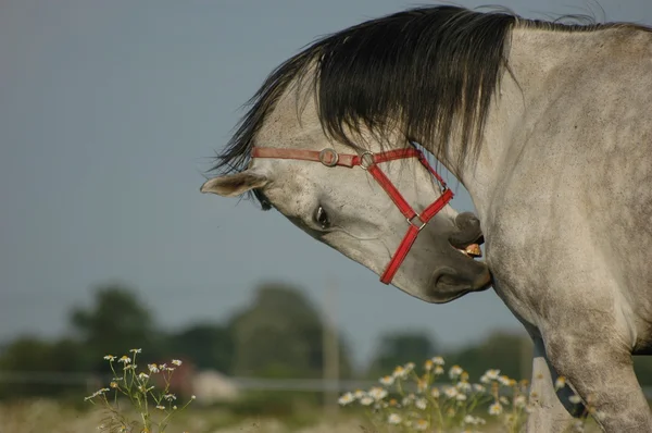 Horse portrait — Stock Photo, Image